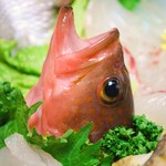 民宿いけだ - 高級魚のアコウちゃん