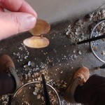 天ぷら 大吉 - アサリ汁の殻は、床に捨てます