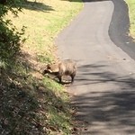 よみうりゴルフ倶楽部レストラン - たんたんたぬき⁉