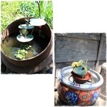 阿左美冷蔵 金崎本店 - 