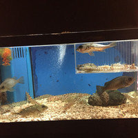 ビフテキのカワムラ 神戸本店 - 