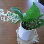 畠瀬本店食品部 - テーブルの上のお花