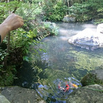 柳生の庄 - 鯉に餌を