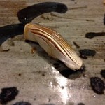 うを徳 - 江戸前船橋産小肌(ナカズミ)