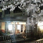 りょうりや 御旅屋 - 桜と御旅屋