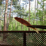 ホワイトテラス - 2016' 稚鮎