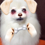 京橋千疋屋 ケーキショップ 小田急藤沢店 - 参考画像②愛犬メロン♡変装してみたよんU・x・U