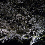 Koharu - 2016/5　夜桜