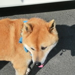 クインズケーキ - 犬の店長　2016.5