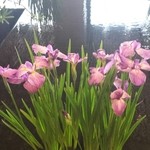 アマン東京 - ２日目朝♪長靴履いて丁寧に一つ一つみて回り生け直していました( ・∇・)枯れたり元気のなぃお花はありませんでした