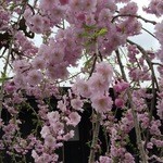 安藤醸造 - 【番外編】角館の枝垂れ桜②
