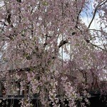 安藤醸造 - 【番外編】角館の枝垂れ桜①