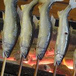 杉ケ瀬ヤナ - ２０１０年初の落ち鮎