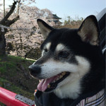 50625023 - 【番外編】愛犬と弘前公園の桜③