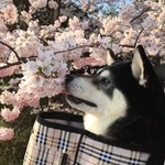 Fujiya - 【番外編】愛犬と弘前公園の桜②