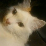 桃ねこ - たまニャン　( ｀ー´)ノ