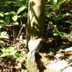 手打そば 時屋 - ヤマガラが飛んできます