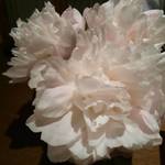 ふくの季 - 28回目