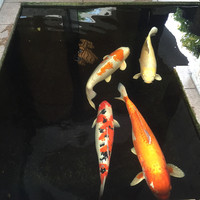 浅草むぎとろ 本店 - 巨大な錦鯉！
