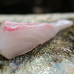 髙橋 謙太郎 - 鯛