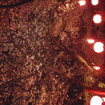 鉄板焼 桂 - 夜桜