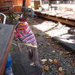 レストランGUMBO - テラス席は犬同伴ＯＫ