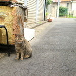 手打ち蕎麦 やの志ん - 路地の猫ちゃん！