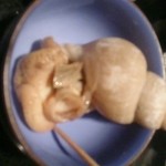 稲城 ヨロシク寿司 - ばいかい