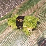 鮨割烹　ふくおか - 海ぶどう♪