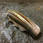 鮨松榮 - コハダ