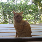 石葉 - ふてぶてしいのら猫