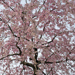 Rue Favart - ２０１６年お花見とお菓子