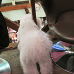 Rue Favart - 誰が昇って来るか気になります