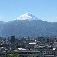 ケヤキ - 