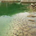 愛南 市場食堂 - ウニとか巻貝とかいっぱいいます。