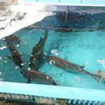 愛南 市場食堂 - 暇なのでいろいろ見学。