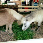 ウマカフェ - 馬を眺めながら食事ができます