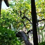 La Pigna - レモンの木