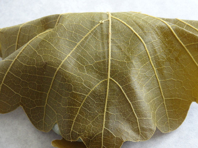 観月堂菓子店 - 原ノ町（和菓子）の写真