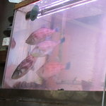弘寿司 - 水槽のカワハギ
