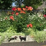 カフェ ケルン - お店前（駐車場前）のお宅（２０１６．５．１３）