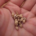 サントリー 天然水のビール工場 東京・武蔵野ブルワリー - ダイヤモンド麦芽（甘くて美味しい）