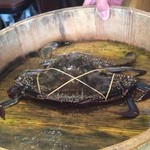 施家菜 - わたりがにスタンバイ