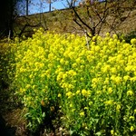 拓味亭 市山 - 駅前の菜の花。