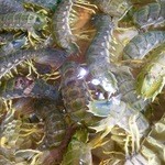 Chuen Kee Seafood Restaurant - 