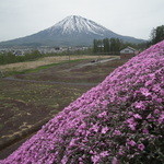 レストラン雪庭 - 三島さんの芝桜庭園から～羊蹄山を望む♪