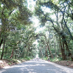 杜のテラス - 長い森の道