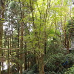 登六庵 - 庭から眺める森（FINE画像）