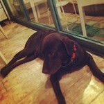 パンツェロッテリア - 