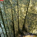 家系ラーメン たつ家 - 海苔増しは5枚80円。しっかりしてます。